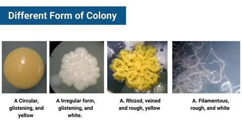 what forms soft uniform colonies